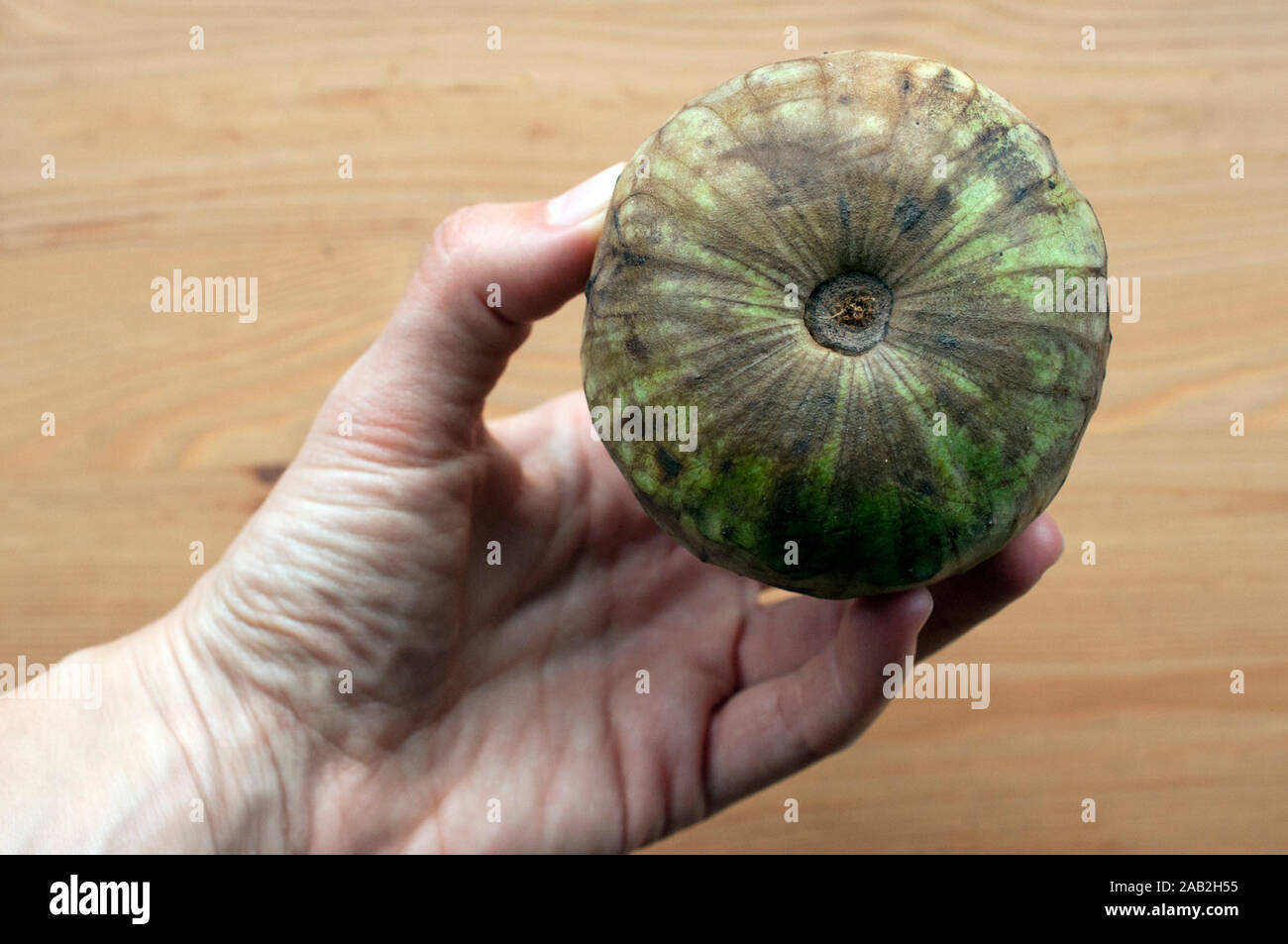 Hand holding an annona fruit (sugar apple, custard apple, cherimoya ...