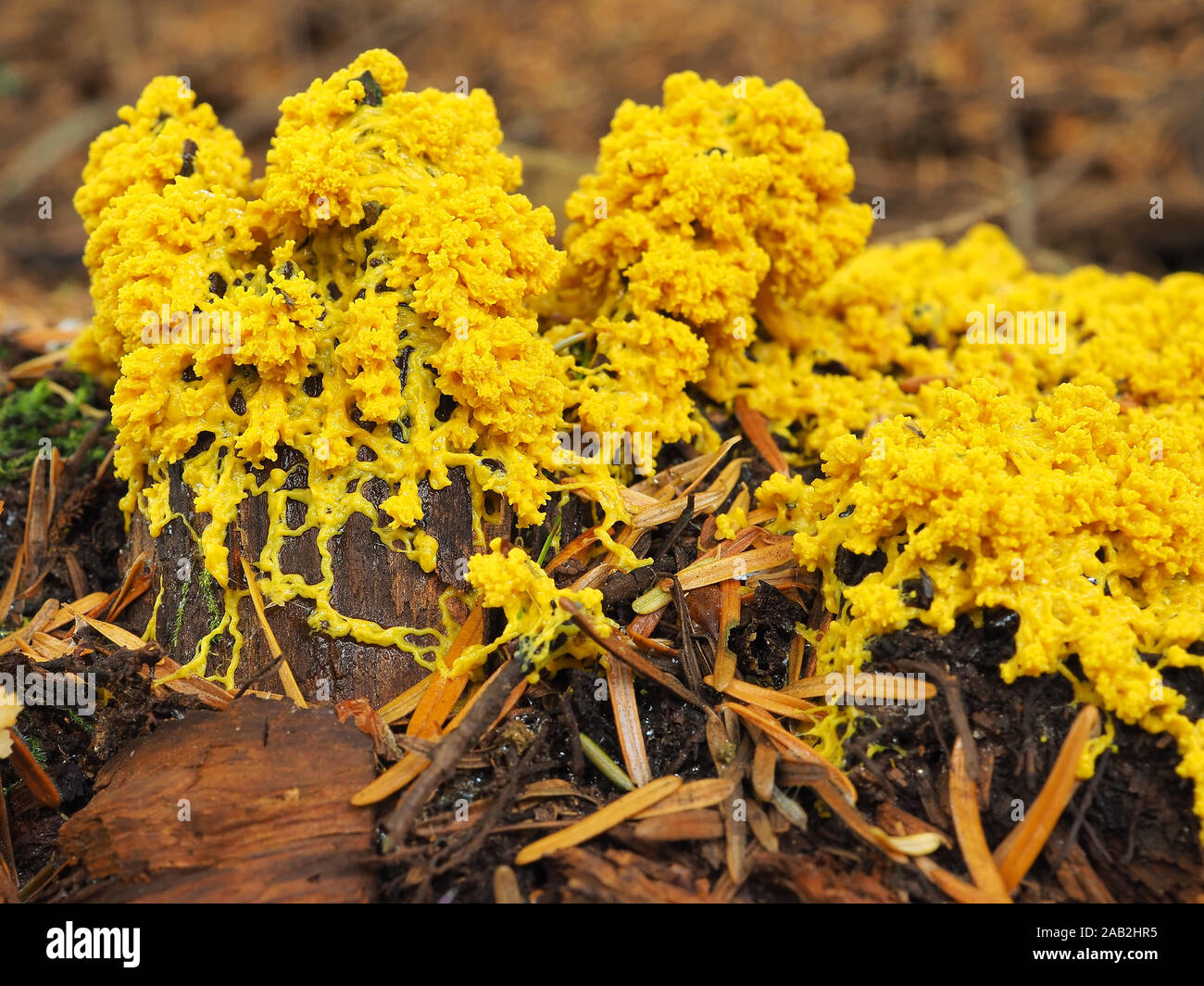 Fuligo septica, known as the dog vomit slime mold, growing in a Pacific Northwest forest Stock Photo