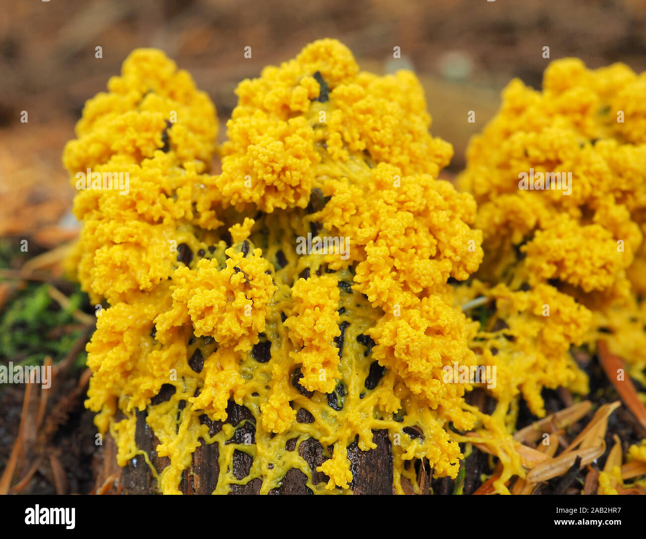 Fuligo septica, known as the dog vomit slime mold Stock Photo