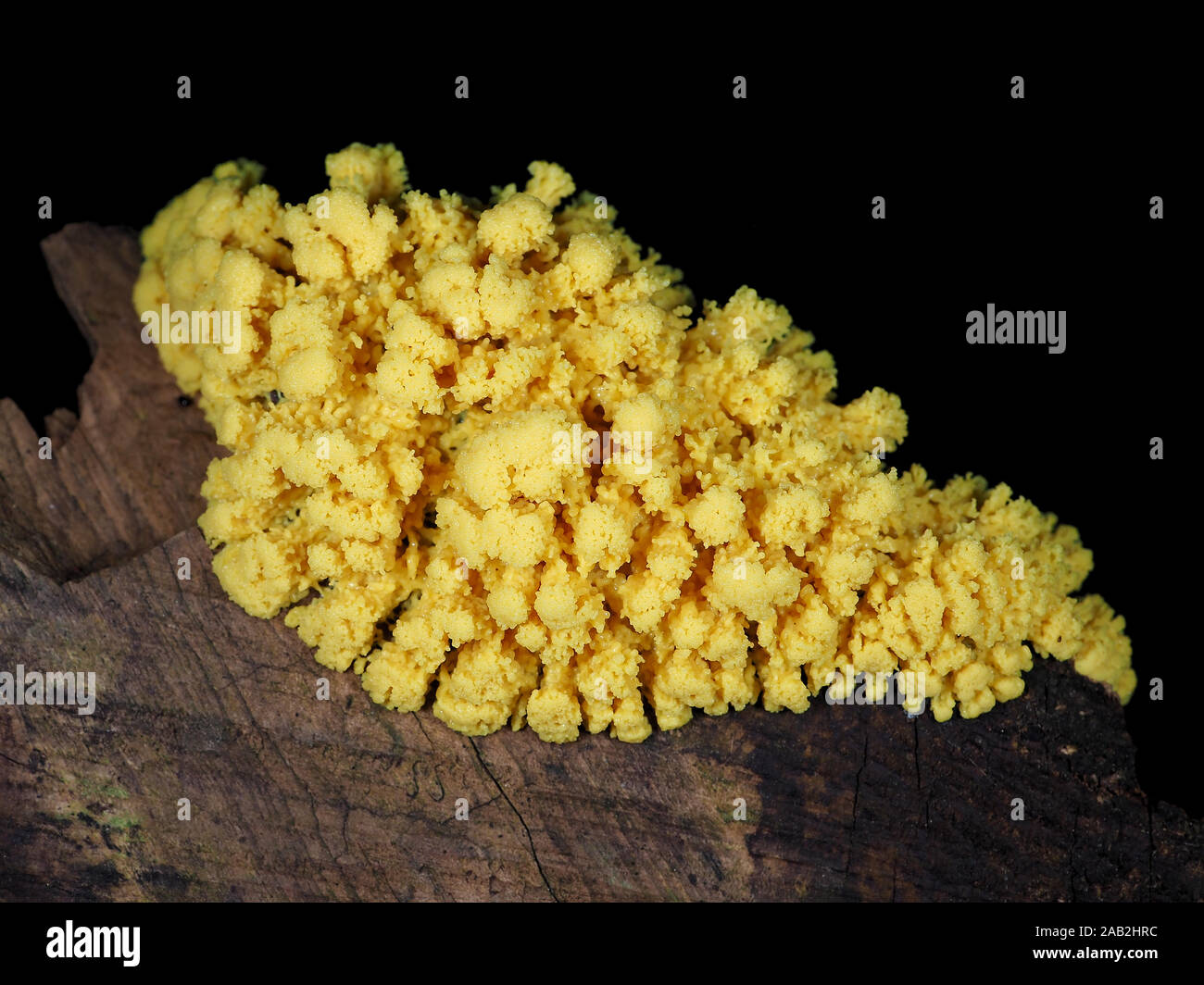 Fuligo septica slime mold Stock Photo