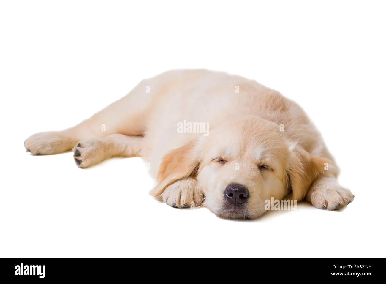 puppy golden retriever on a white background Stock Photo - Alamy