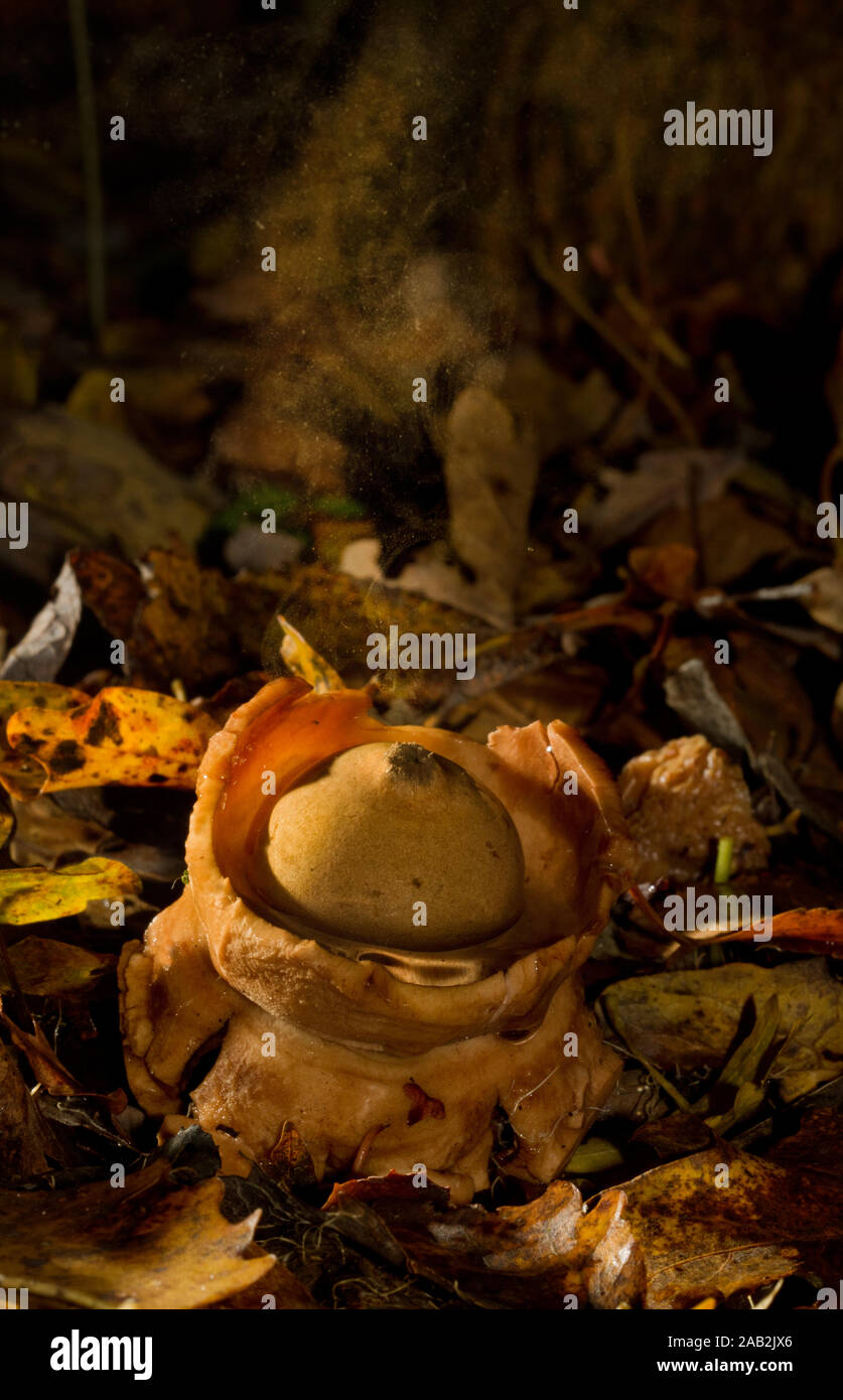 Collared earthstar, a kind of puffball, releasing a cloud of spores Stock Photo