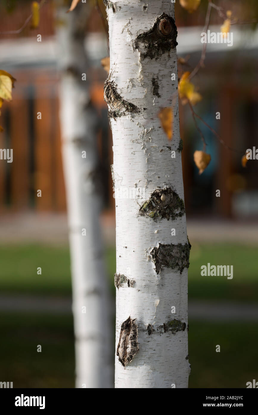 Autumn red maple tree birch hi-res stock photography and images - Alamy