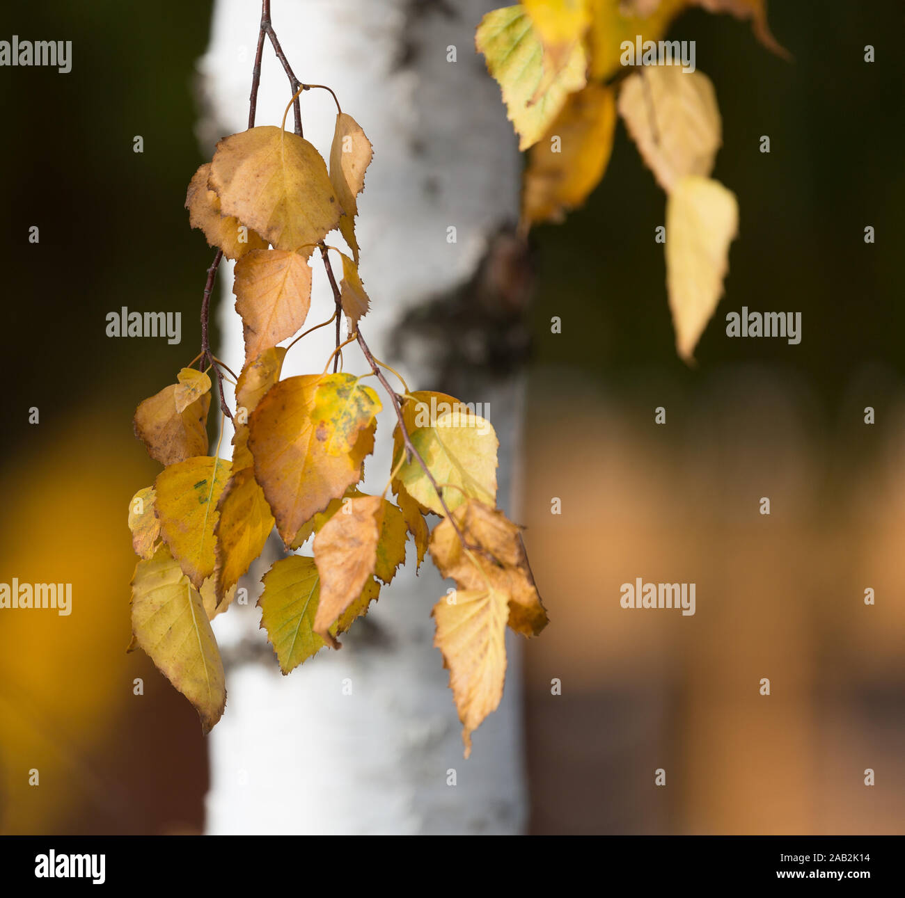Autumn red maple tree birch hi-res stock photography and images - Alamy