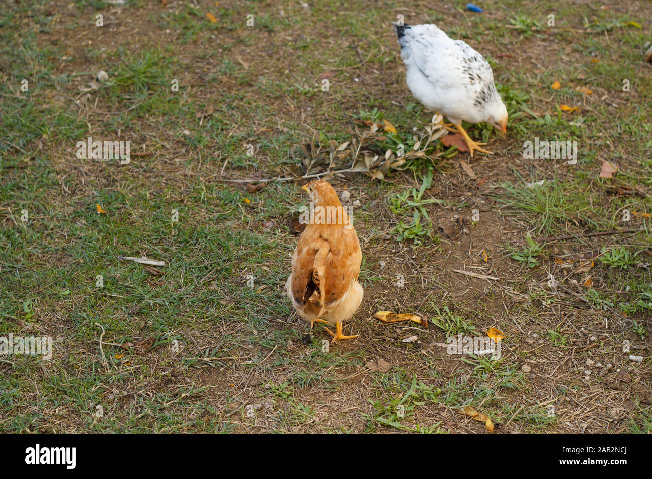 Little chickens walking in the yard and pecking green grass. Poultry farming. Rural life. Stock Photo