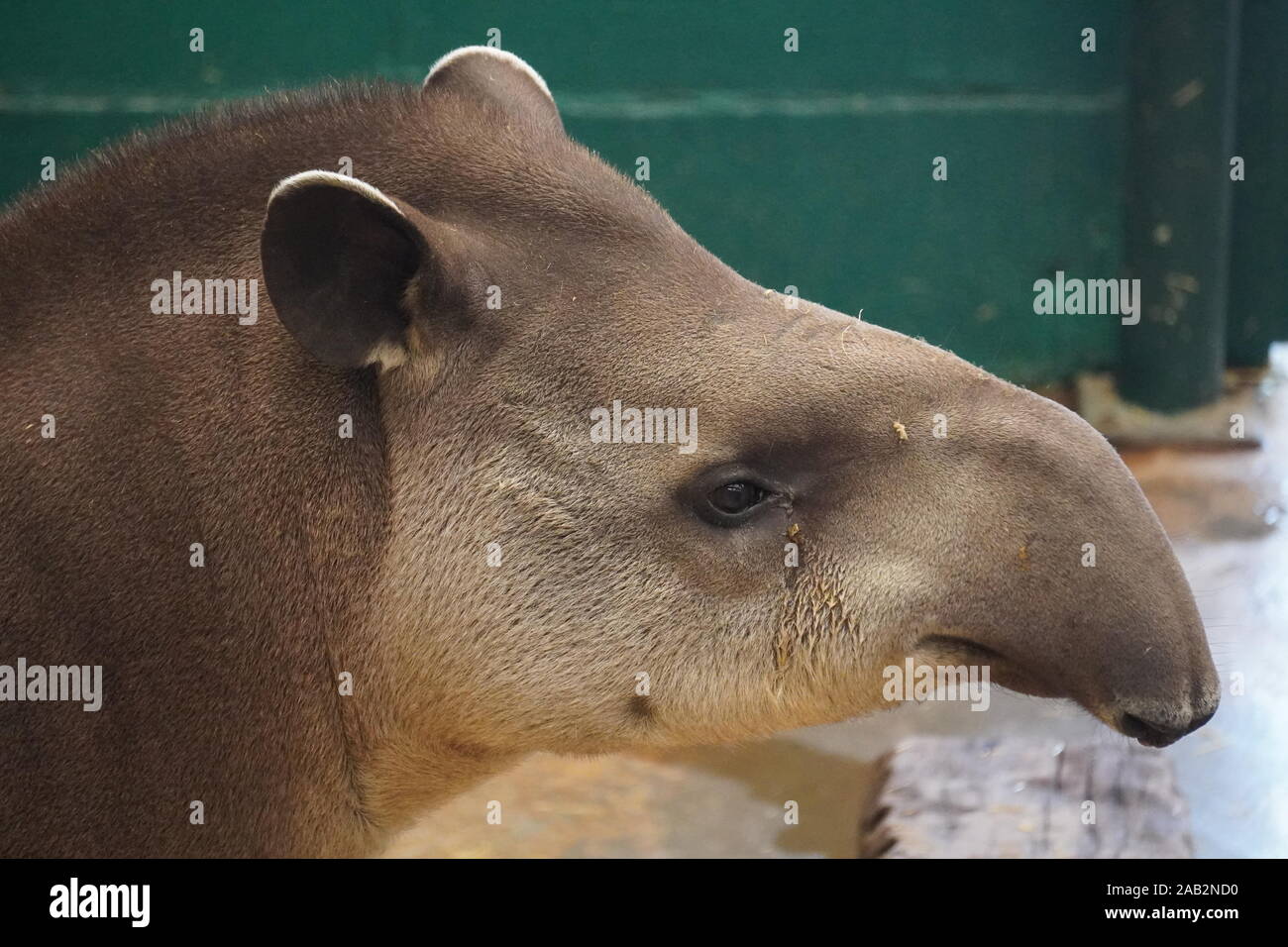 South American tapir Stock Photo