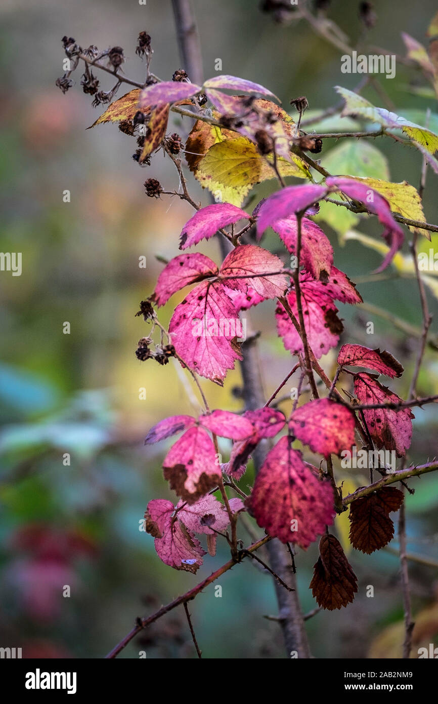 Rubus Blackberry bush leaves turning red in Autumn Stock Photo Alamy