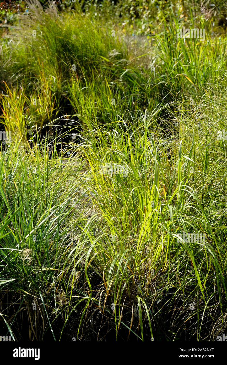 Various Species Types Of Grass Grasses On Sale In A Garden Centre Nursery Stock Photo Alamy