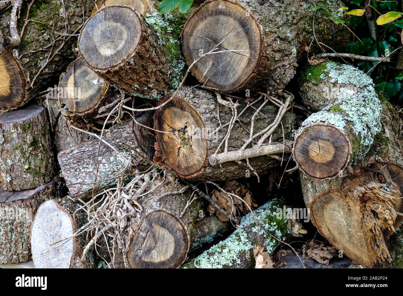 A stack of sawn logs. Stock Photo