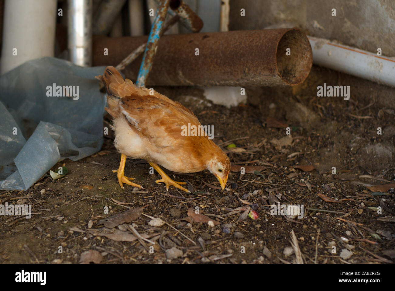 Little red chicken pecking the ground in old farm barn with rusty metal pipe. Farming. Poultry Stock Photo