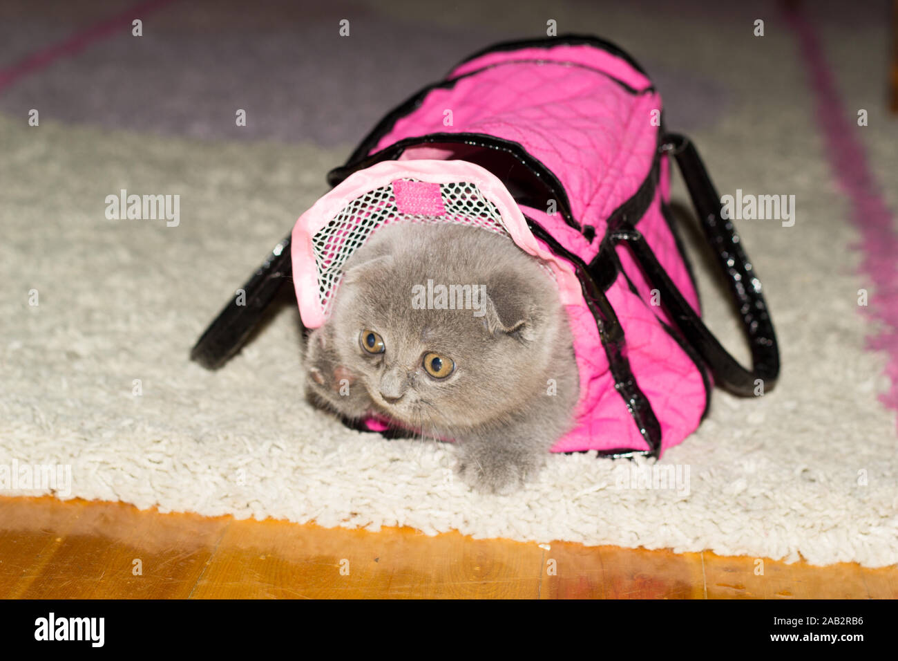 British fold-eared kitten in pink bag showing its paw on the rug at ...