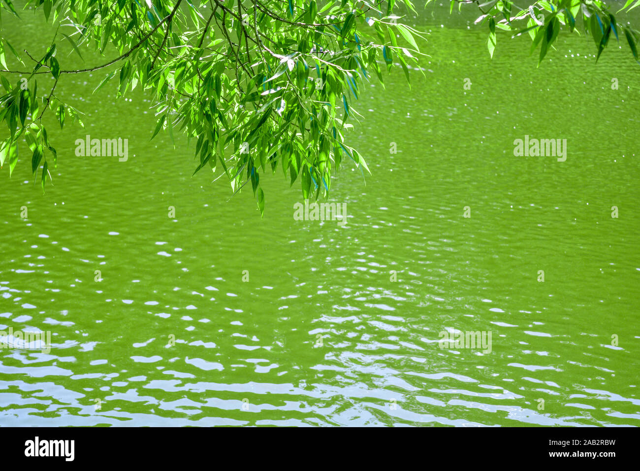 Weeping Willow Tree And Water High Resolution Stock Photography and ...
