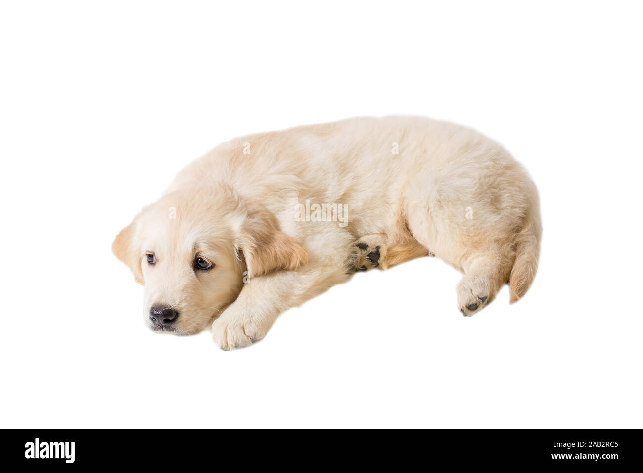 puppy golden retriever on a white background Stock Photo - Alamy