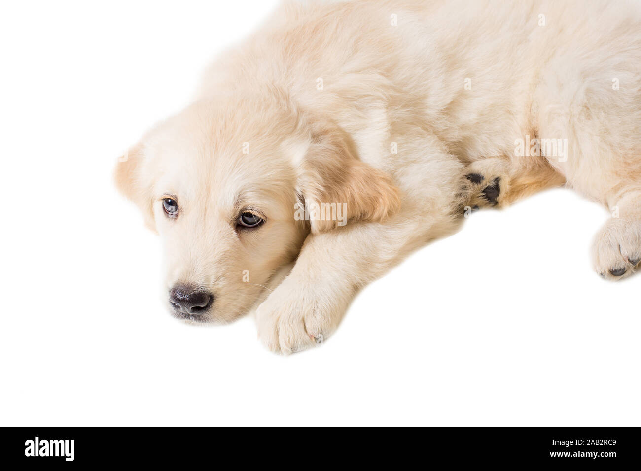 puppy golden retriever on a white background Stock Photo - Alamy