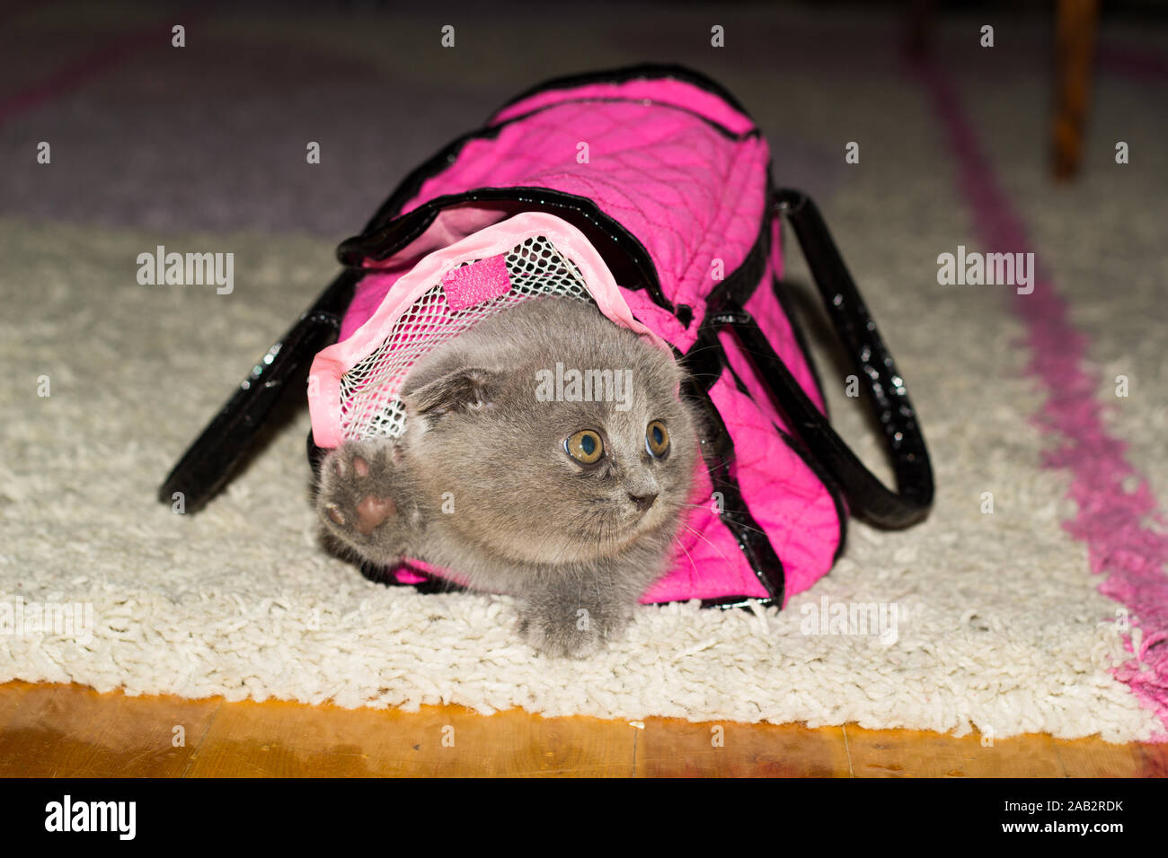 British fold-eared kitten in pink bag showing its paw on the rug at ...
