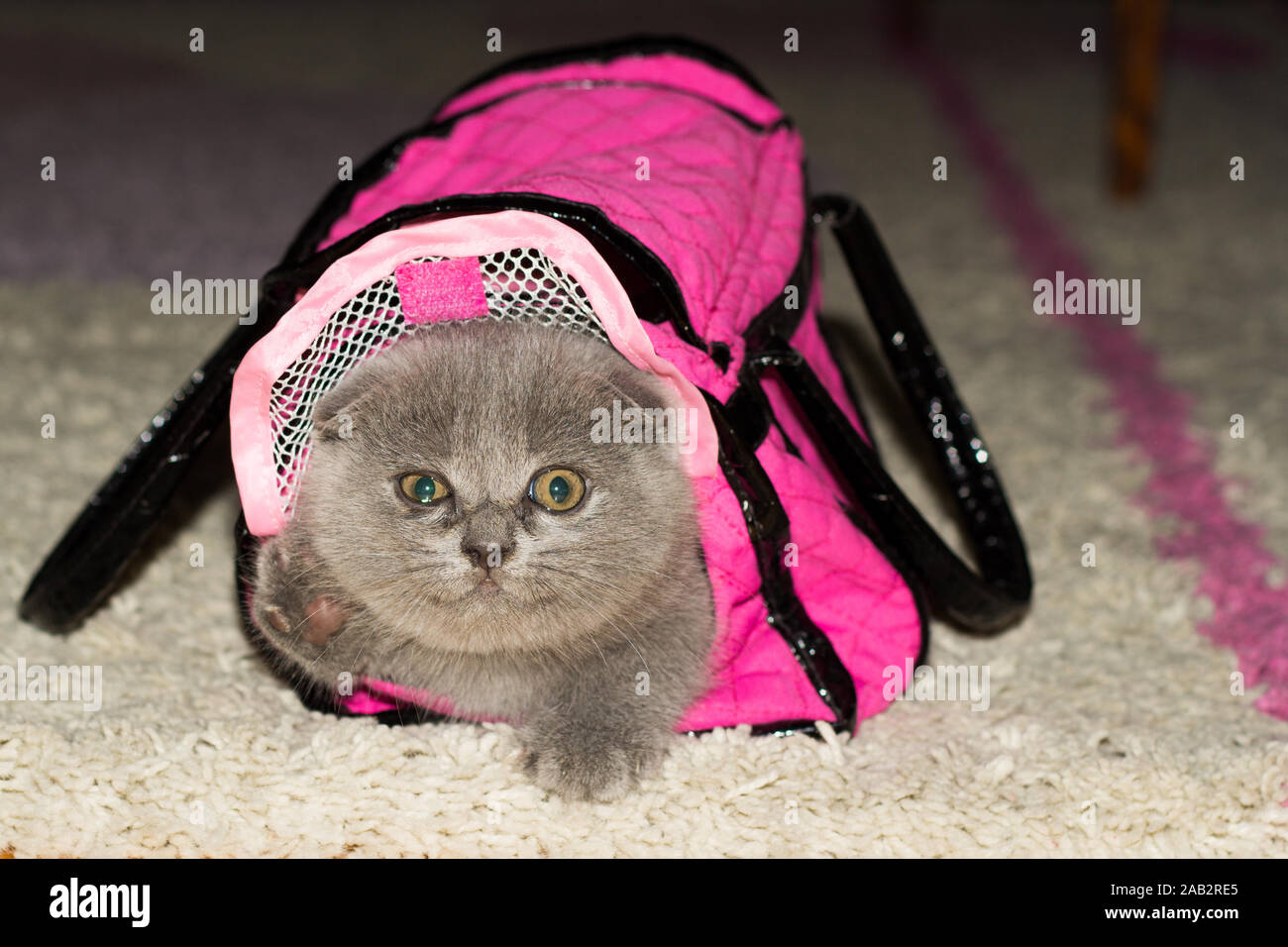 British fold-eared kitten in pink bag showing its paw on the rug at ...