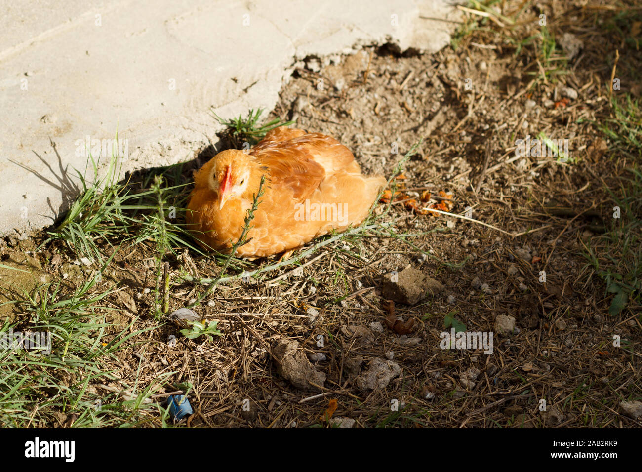 Red little chicken laying on the ground at sunny day. Farming. Poultry Stock Photo