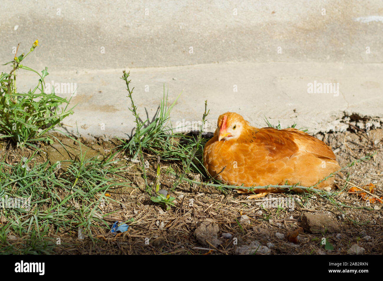 Red little chicken laying on the ground at sunny day. Farming. Poultry Stock Photo