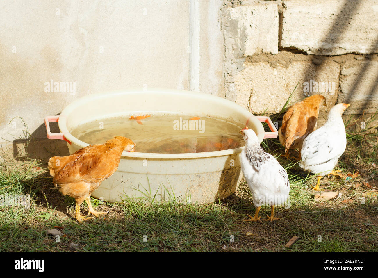 Several little chickens in the yard drinking water and pecking grass. Poultry. Farm. Stock Photo