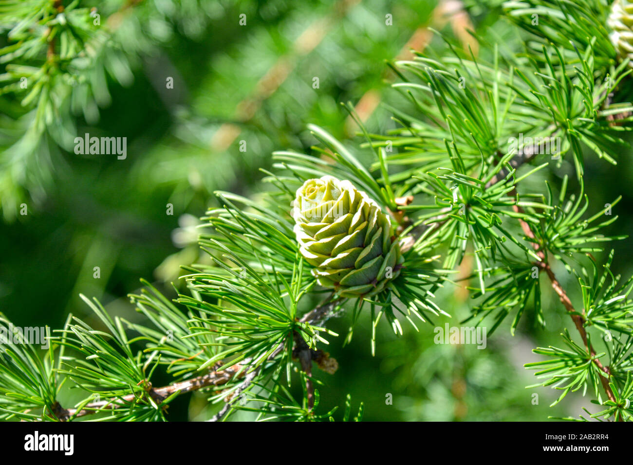 Bright green fluffy branches with cones of larch tree Larix decidua Pendula in summer day. Natural beauty of elegant larch tree twig. Close-up branch Stock Photo