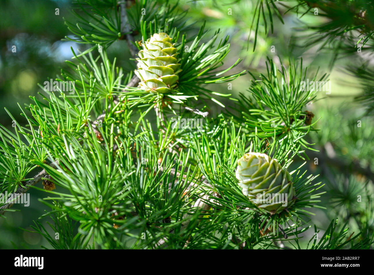 Bright green fluffy branches with cones of larch tree Larix decidua Pendula in summer day. Natural beauty of elegant larch tree twig. Close-up branch Stock Photo