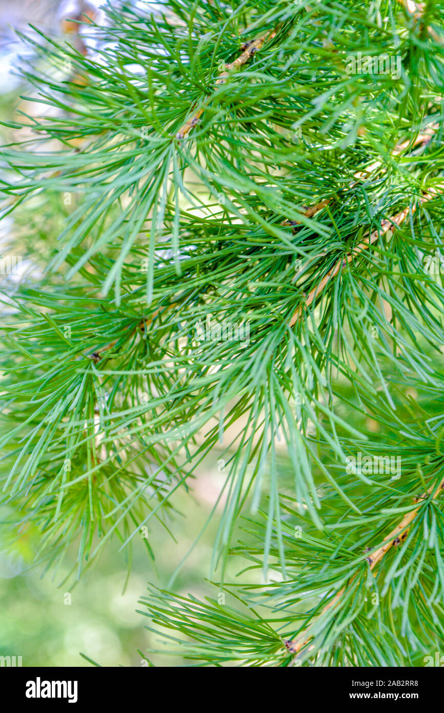 Bright green fluffy branches of larch tree Larix decidua Pendula in summer day. Natural beauty of elegant larch tree twig. Close-up branch of young la Stock Photo