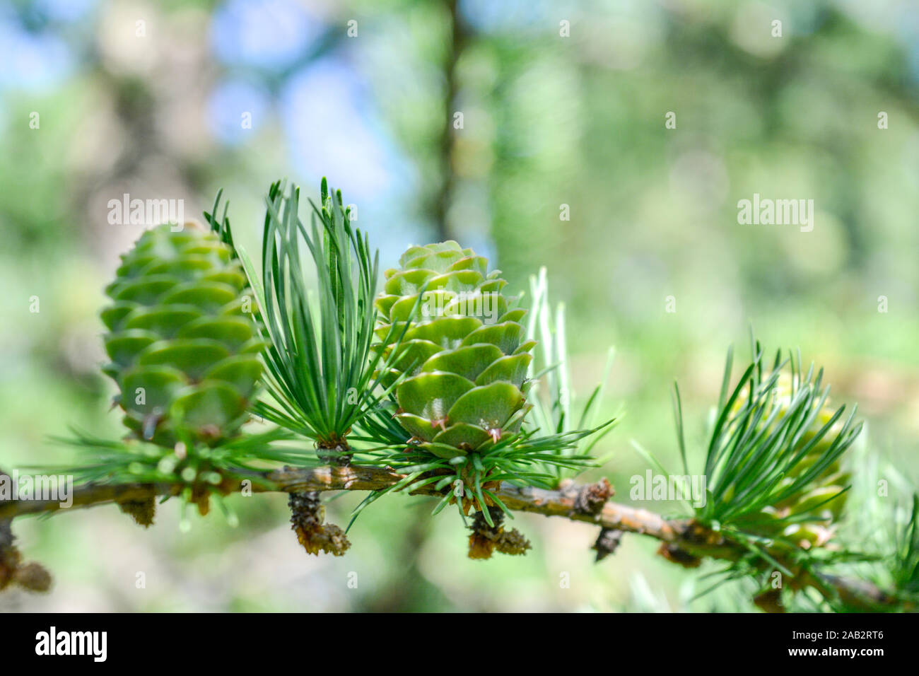 Bright green fluffy branches with cones of larch tree Larix decidua Pendula in summer day. Natural beauty of elegant larch tree twig. Close-up branch Stock Photo