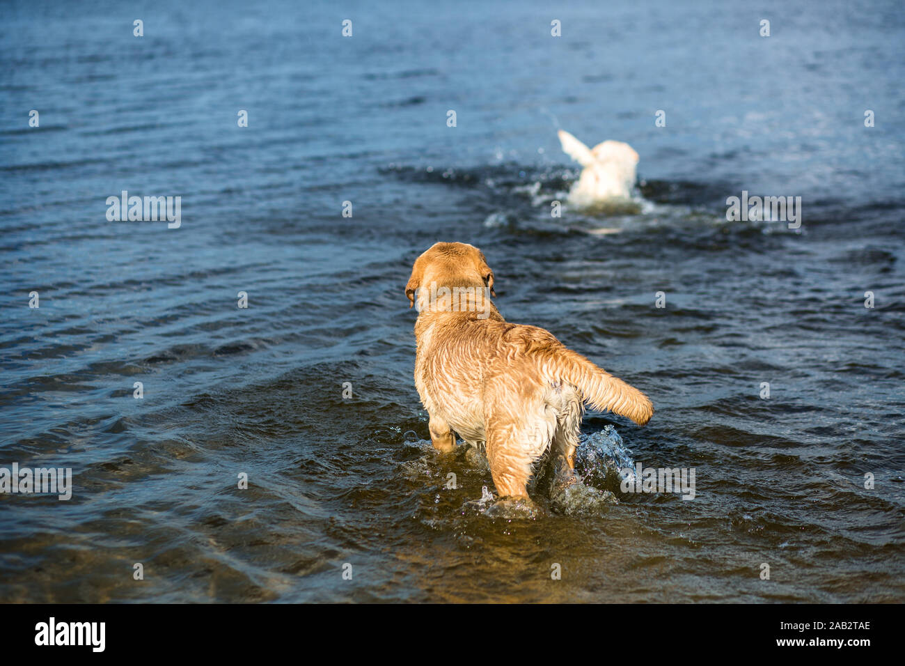 Labradors at the beach hi-res stock photography and images - Alamy