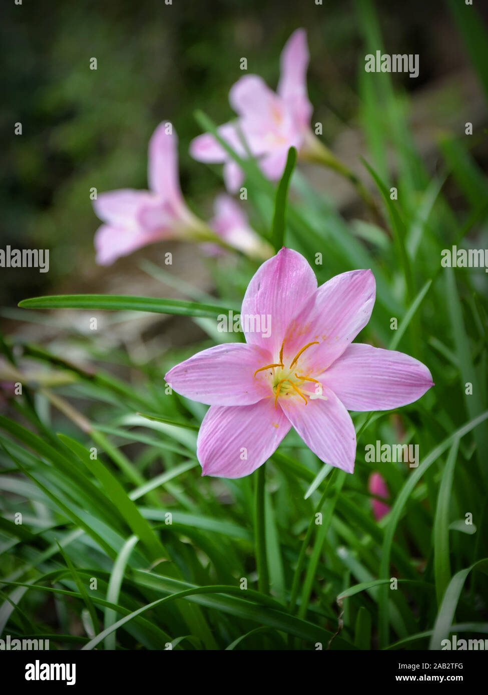 Wild rosy rain lily (Zephyranthes rosea) commonly known as the Cuban zephyrlily, rose fairy lily, rose zephyr lily or the pink rain lily. Stock Photo