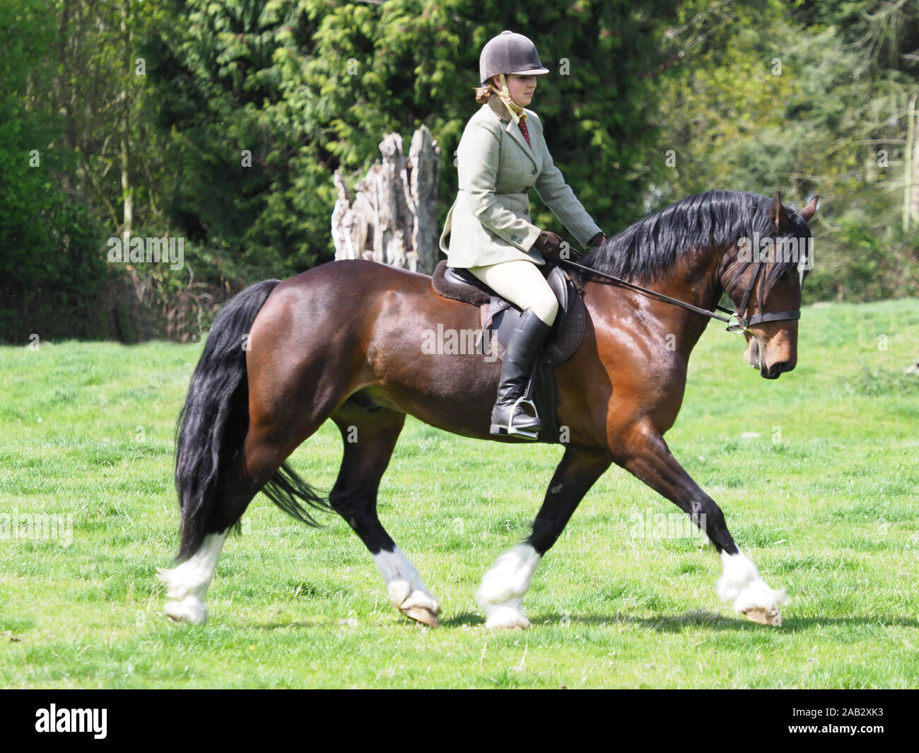 A rider in traditional riding gear trots on a bay Welsh Cob with white