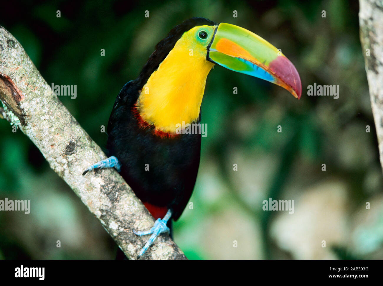 Tiere, Voegel, Exoten, Regenbogentukan (Ramphastos sulfuratus) rainbow pepperbird Stock Photo