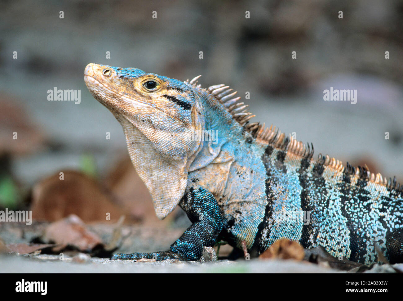 Leguane hi-res stock photography and images - Alamy