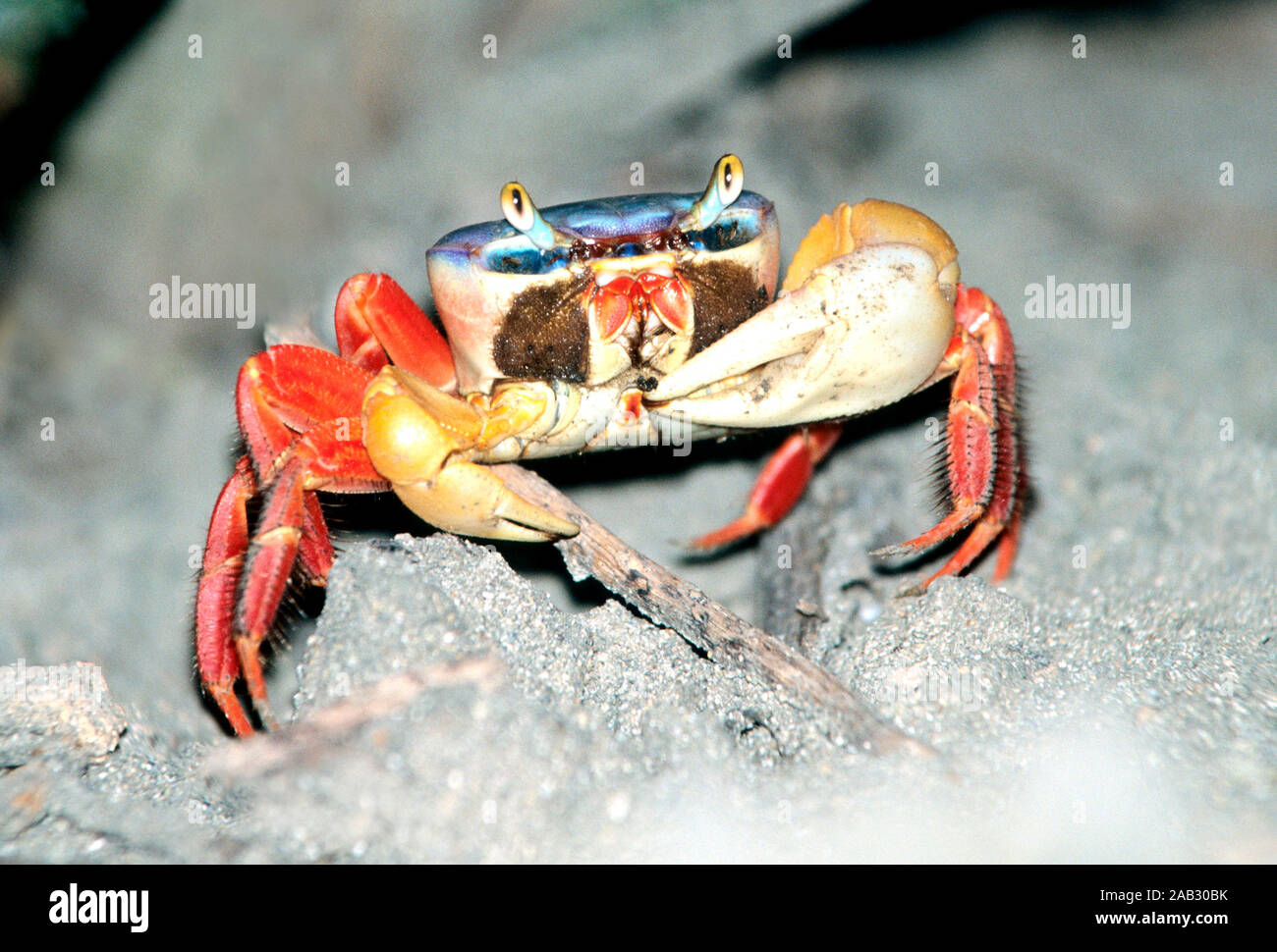 Rote Landkrabbe (Gecarcinus quadratus)  red land crab Stock Photo