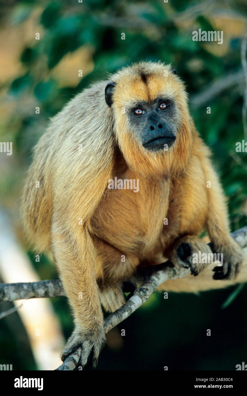Schwarzer Bruellaffe, Howler Monkey, Pantanal, Brasilien, Stock Photo