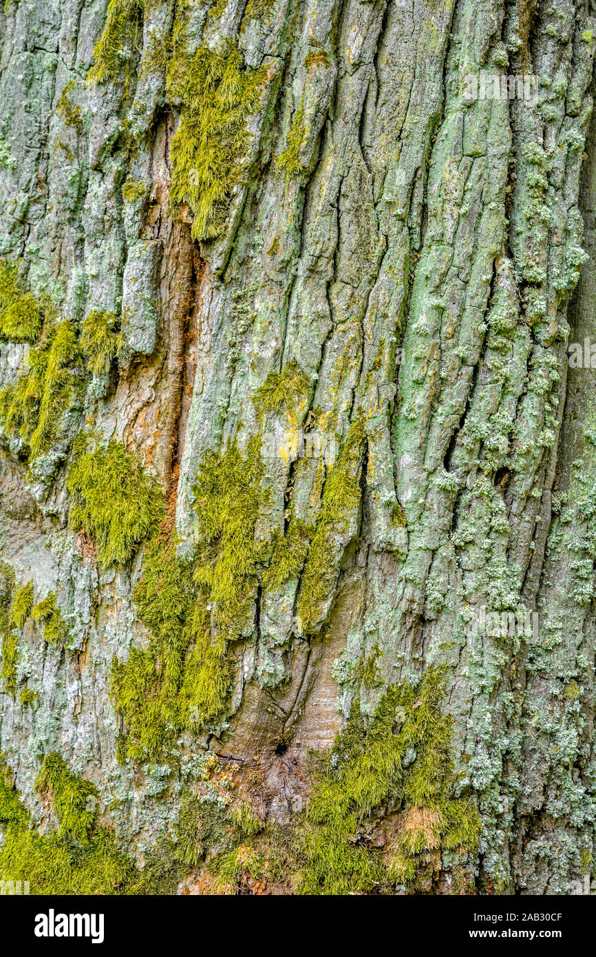 Texture of bark of ancient mighty oak tree trunk with moss and lichen
