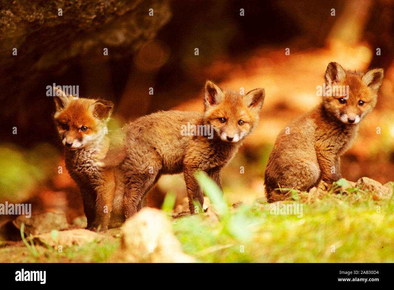 Drei Jungfuechse,   Three Red Foxes, juv, Germany Stock Photo