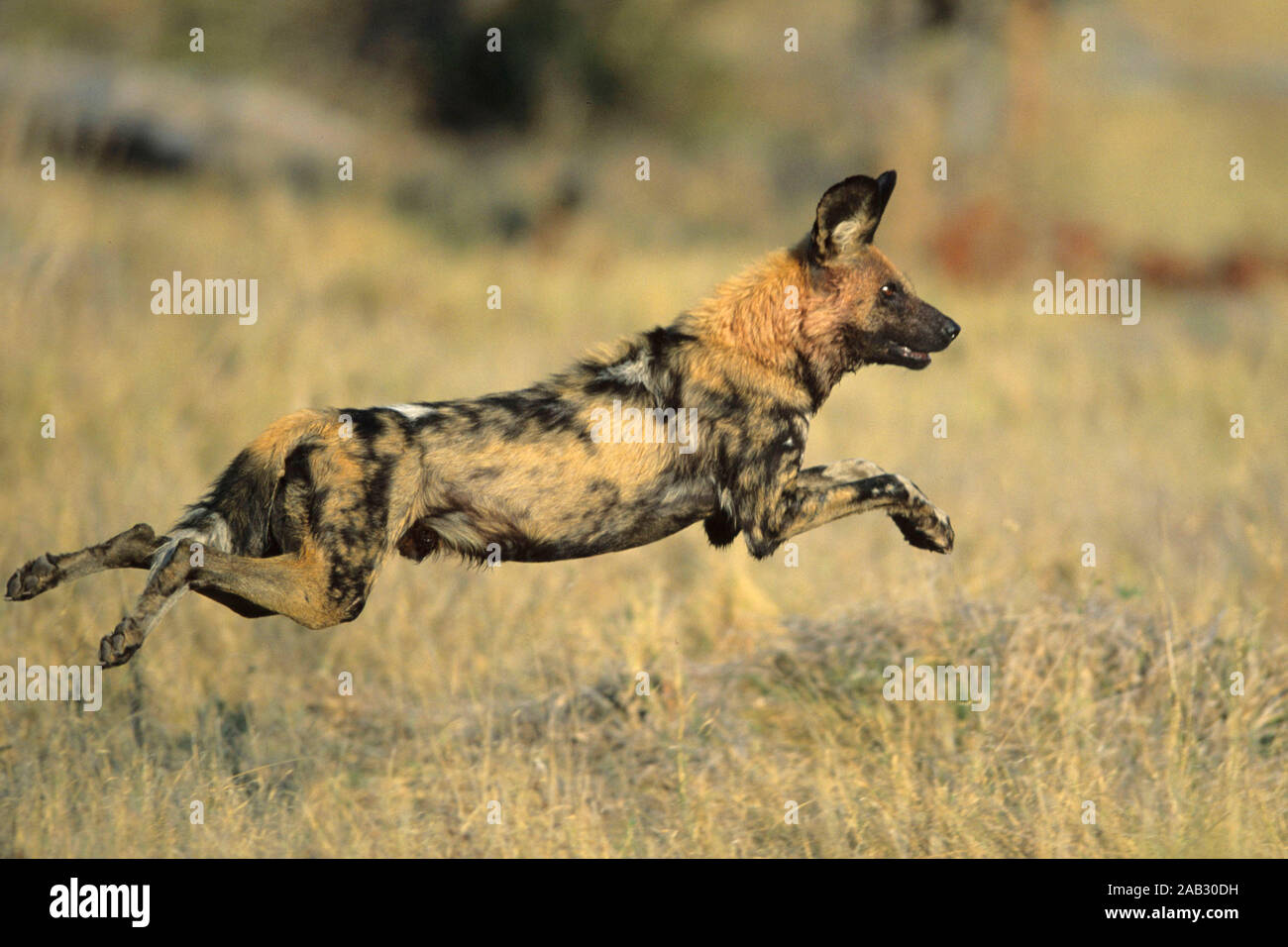 Afrikanischer Wildhund oder Hyaenenhund (Lycaon pictus)  African game dog or Hyaene Stock Photo