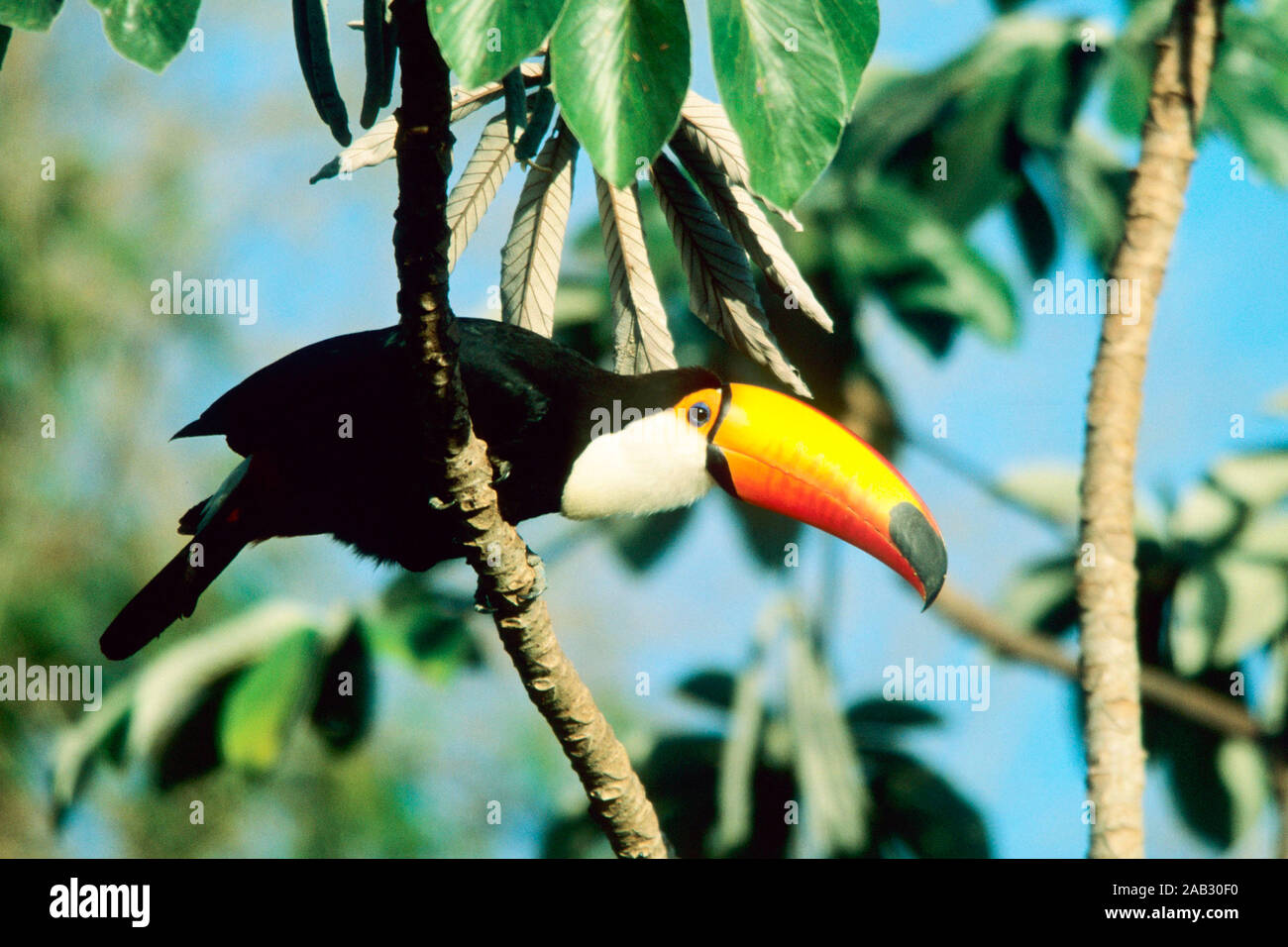 Tukan Vogel High Resolution Stock Photography And Images Alamy