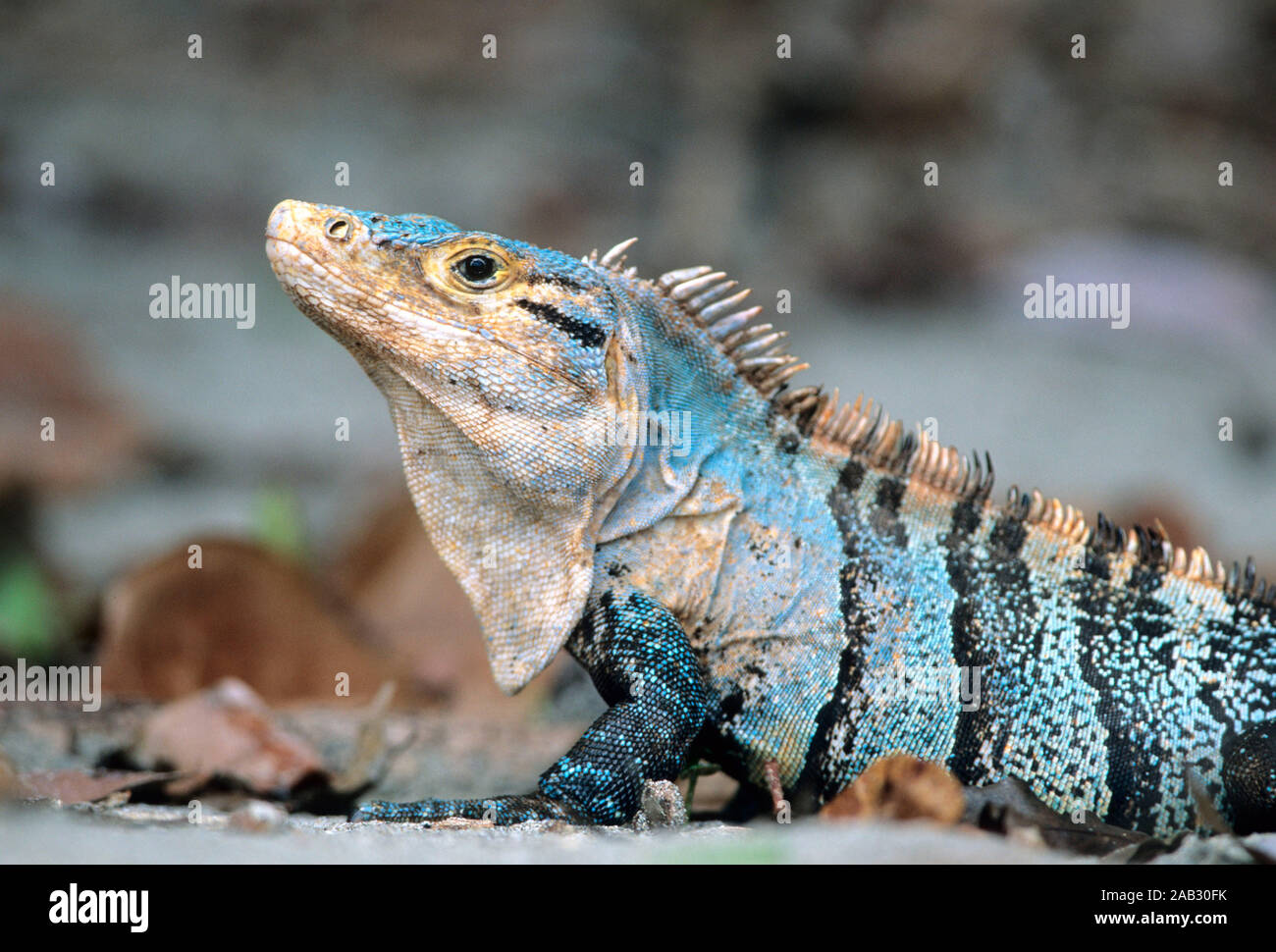 Tiere, Reptilien, Leguane, Buntleguan, Polychrus peruvianus, Suedamerika, Black Iguana, Costa Rica, Stock Photo