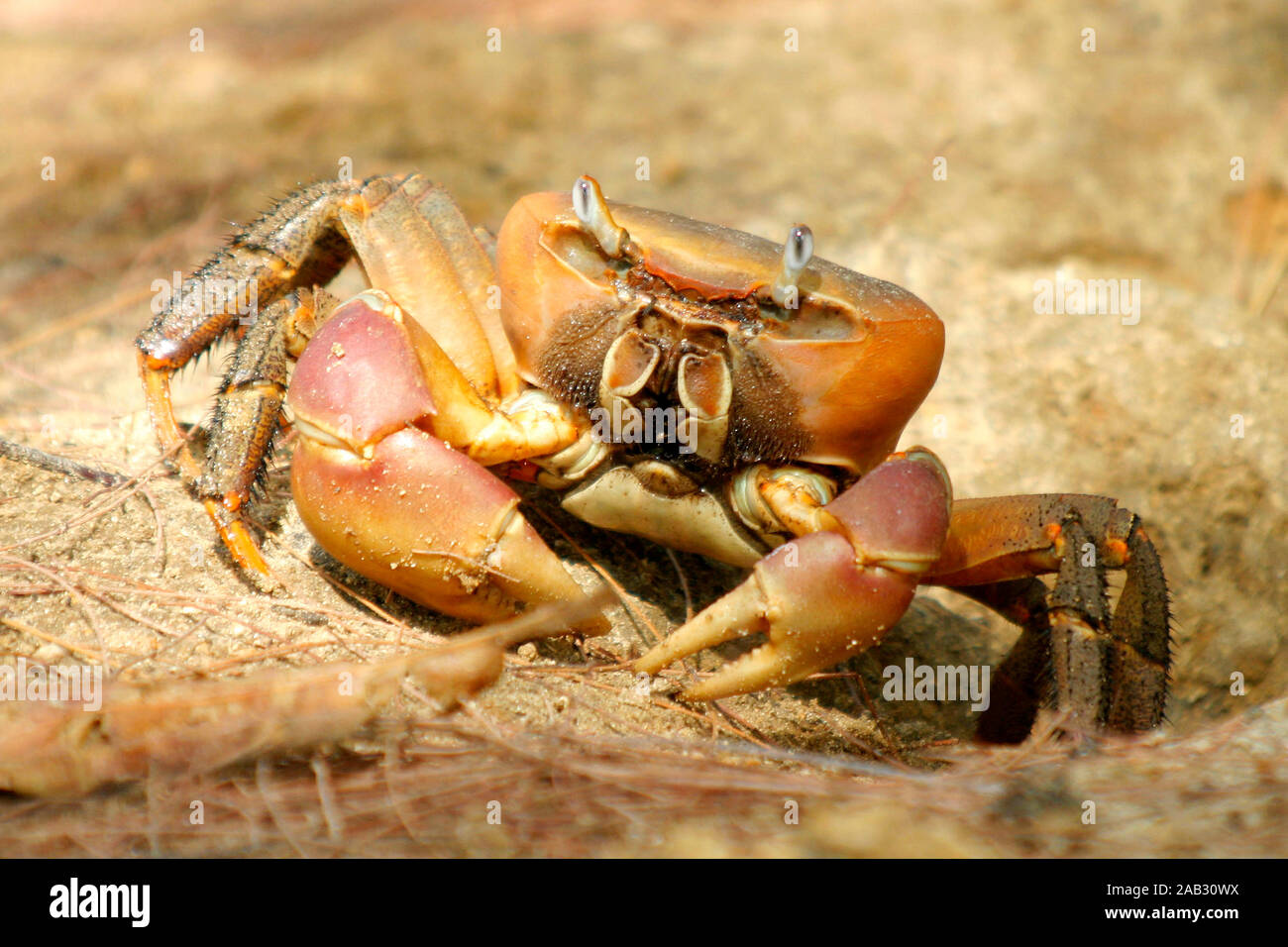 Mangroven-Krabbe Stock Photo