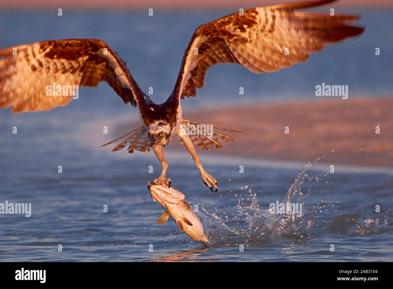 Fischadler, Osprey (Padion haliaetus) Florida Stock Photo