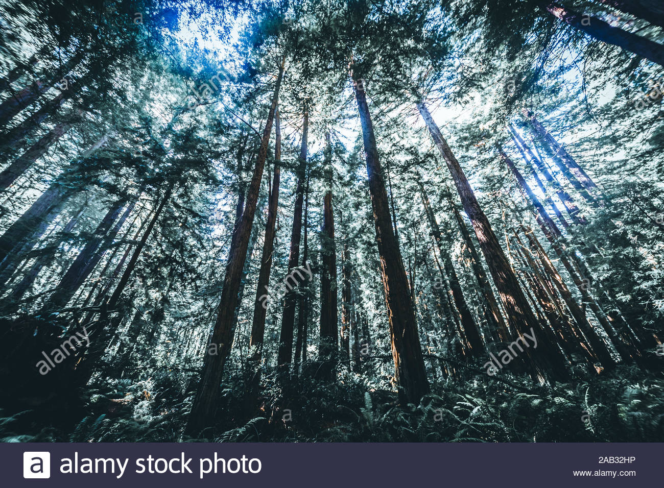 Light Through Trees High Resolution Stock Photography and Images - Alamy