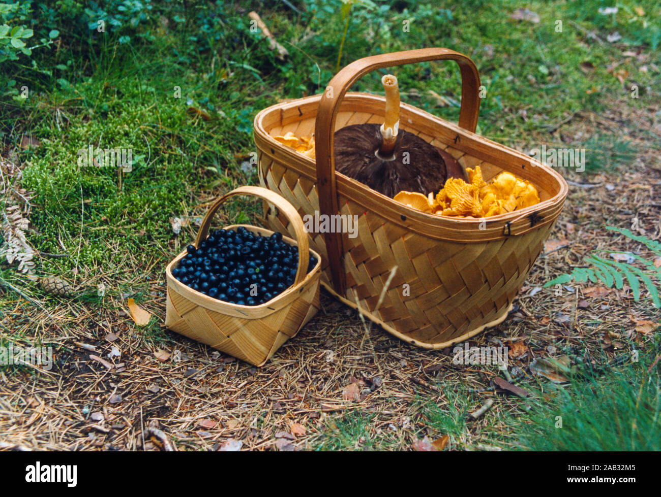 BASKETS with picked blueberries and mushrooms from a day in the forest Stock Photo