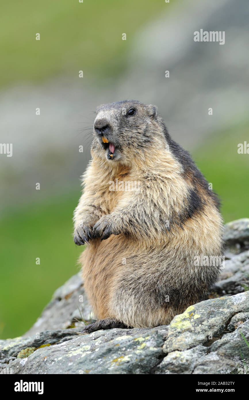 Alpenmurmeltier, Marmoa marmota, Stock Photo