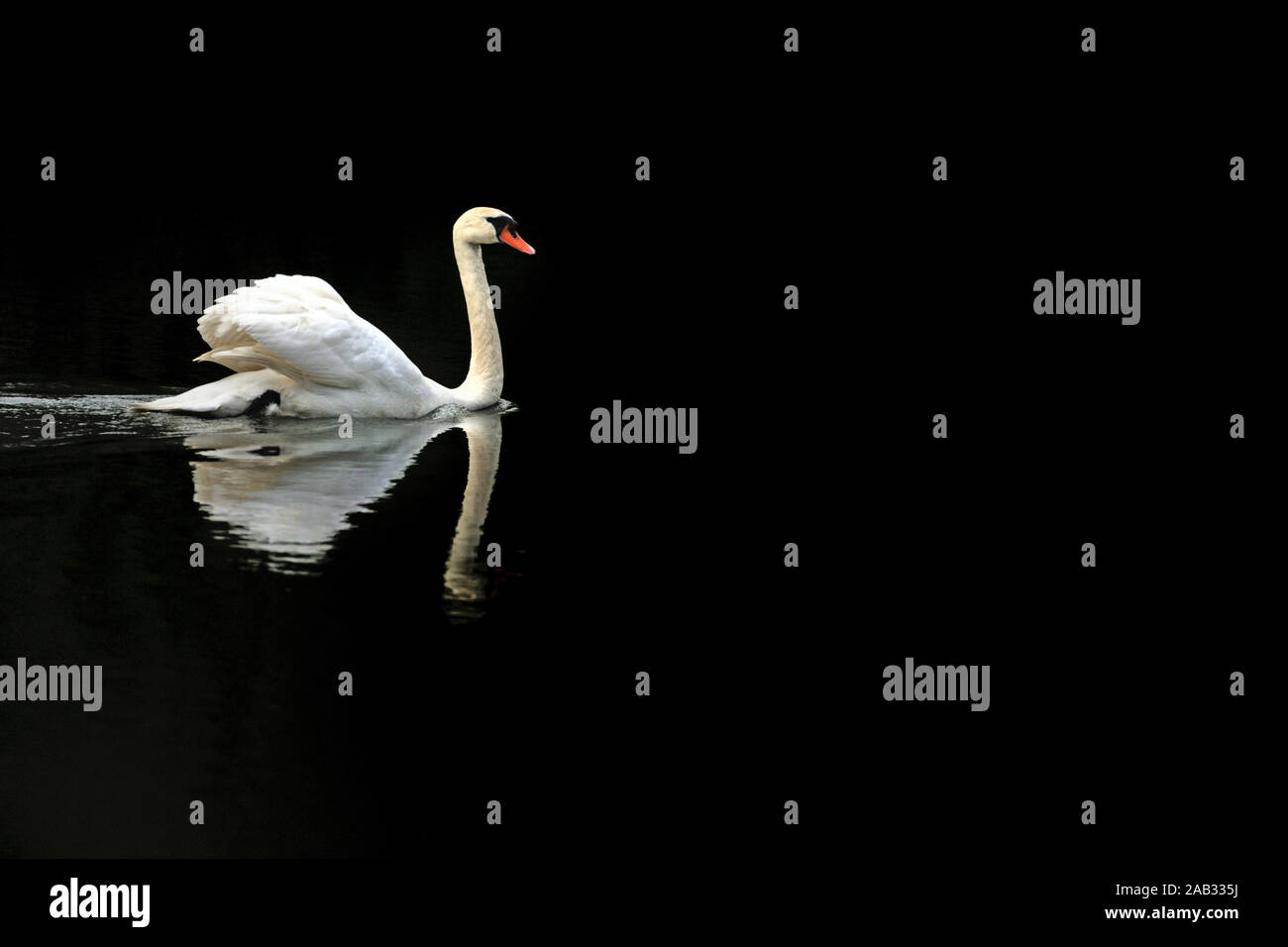 Schwimmender Hoeckerschwan, Spiegelung im Wasser, dunkler Hintergrund, Cygnus olor Stock Photo
