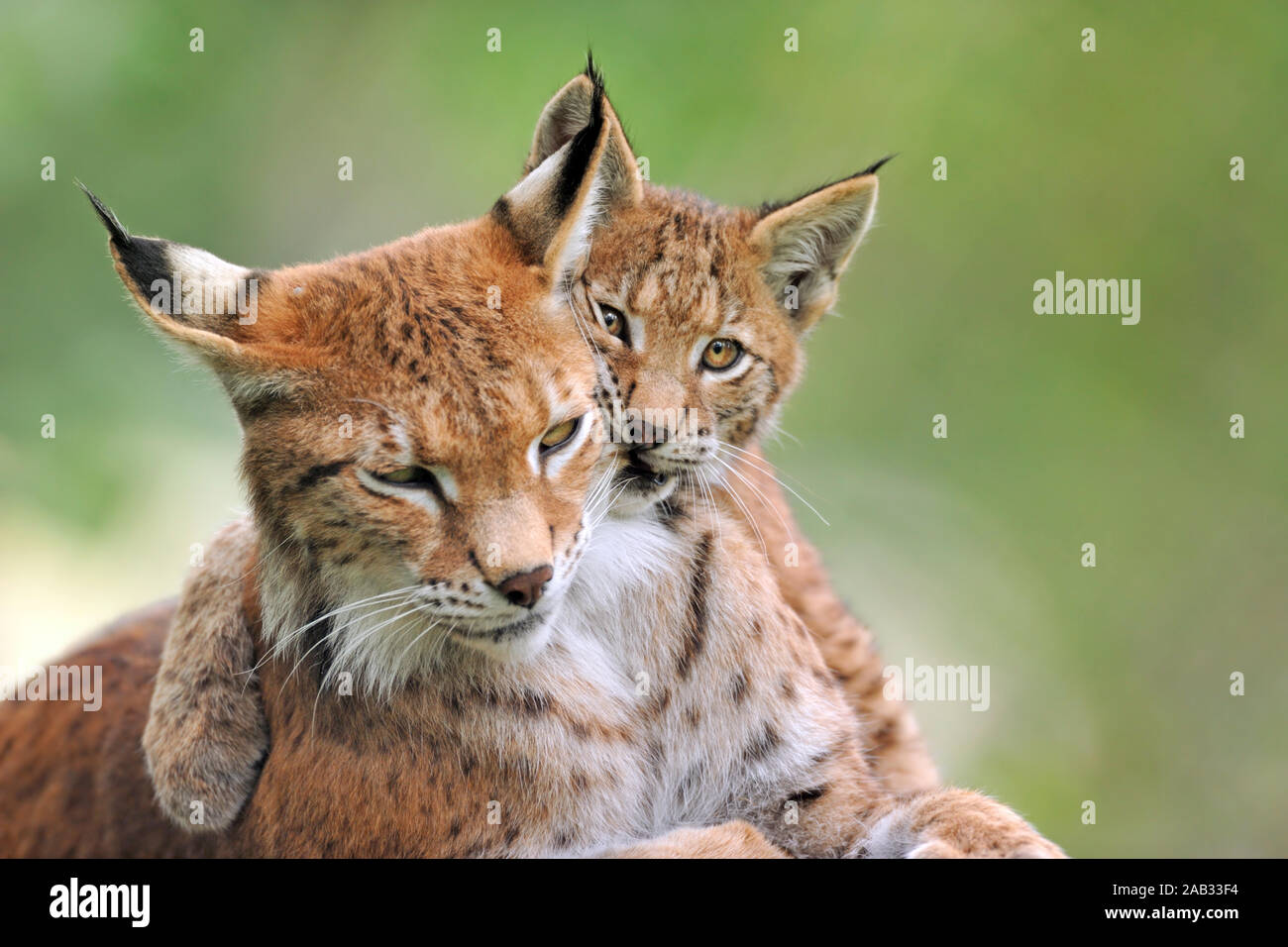 Luchs Mit Jungtier Lynx Lynx Stock Photo Alamy