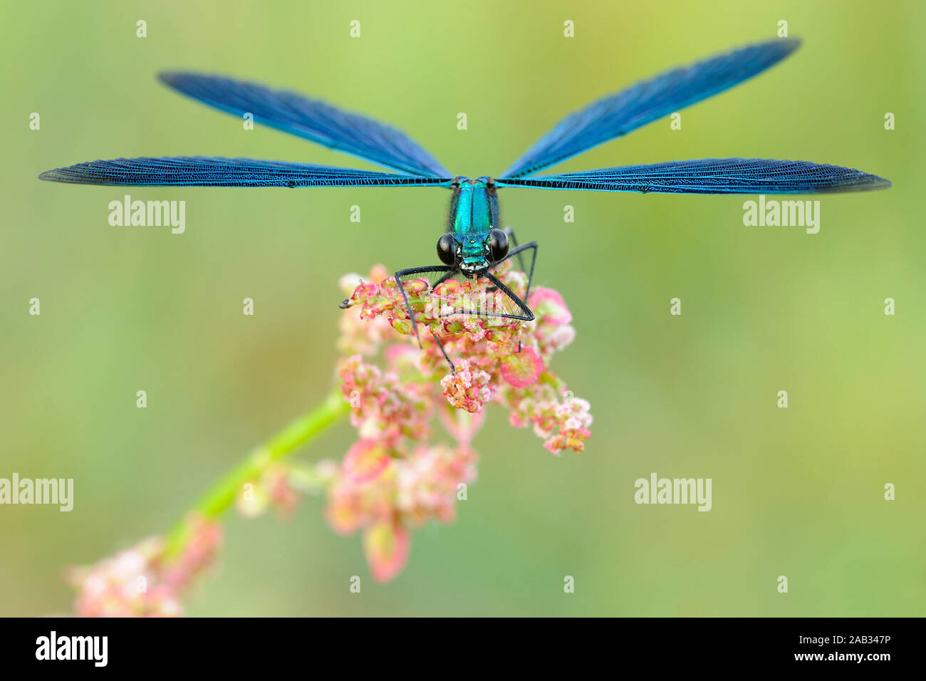 Blaufluegel Prachtlibelle, Calopteryx virgo, sitzt auf Pflanze Stock Photo