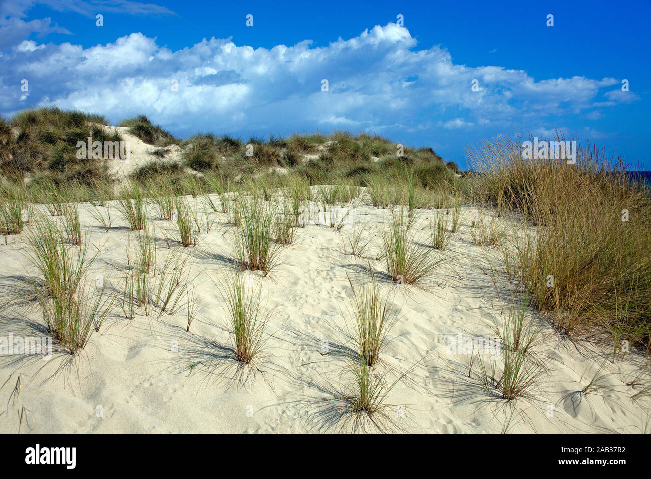 Dune grass at Cala Mesquida, idyllic bay with dunes at Cala Ratjada, Mallorca, Balearic islands, Spain Stock Photo