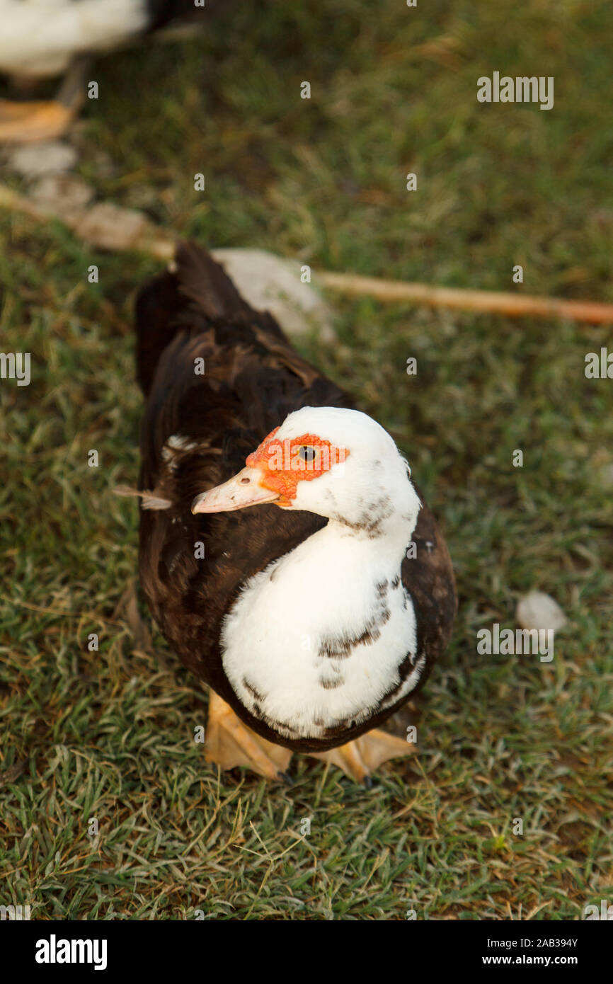 Cute beautiful duck on green grass in the yard. Poultry farm. Rural life Stock Photo