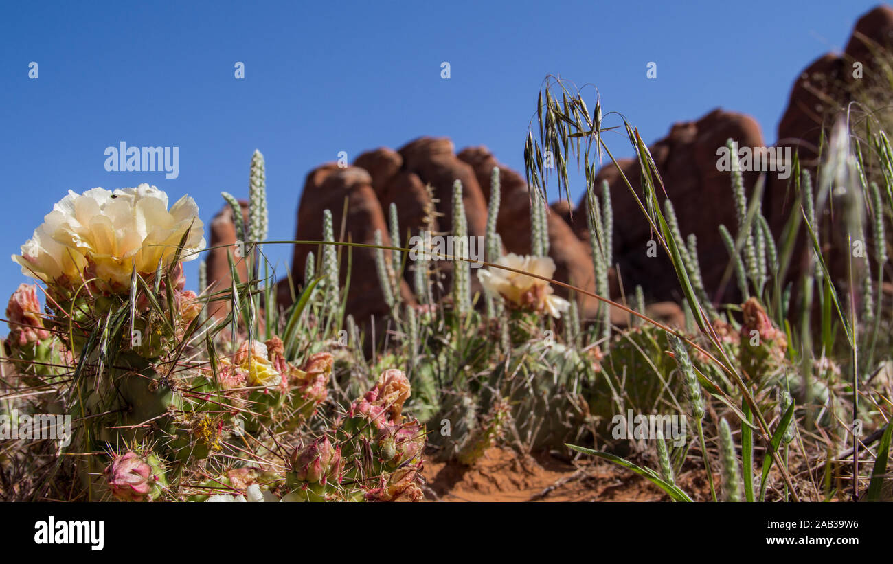 Delicate arch trailhead hi-res stock photography and images - Alamy